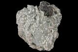 Rare Stellarocrinus Crinoid - Pontiac, Illinois #94767-2